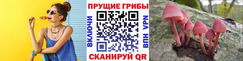 Псилоцибиновые грибы Psilocybine cubensis  Иваново 